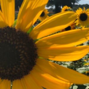 Meet your Posher, Sonya